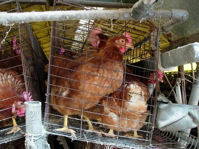 공장식 밀집 닭장인 ‘배터리 케이지’에서 사육되는 산란계들. 동물자유연대 제공