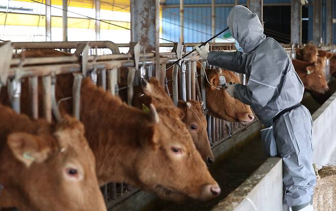 A government-designated veterinarian administers foot-and-mouth disease vaccines to cattle at a farm in Goryeong, North Gyeongsang, on March 19, after an outbreak in South Jeolla heightened concerns among local livestock farmers. [YONHAP]