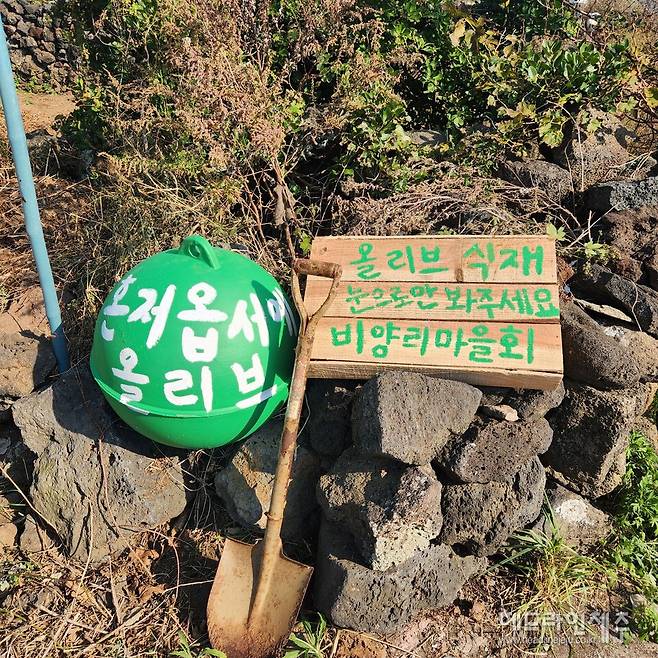 비양도 올리브 나무 적응성 시험 안내 팻말.