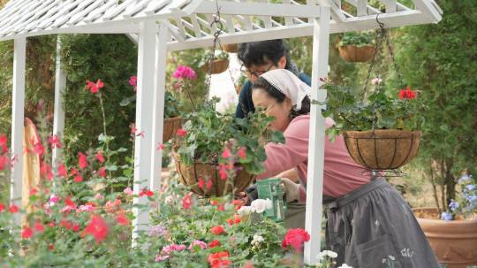 국립세종수목원 지중해온실에서 22일부터 2026년 3월 1일까지 개최하는 '우린 지금부터 봄' 제라늄 품종 전시 준비가 한창이다. 수목원정원관리원 제공