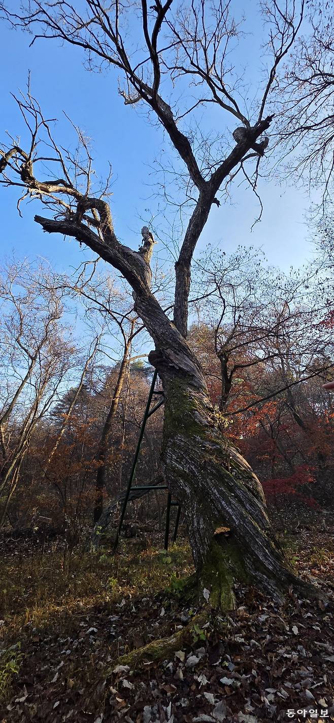 광릉숲의 350살 밤나무. 포천=김선미 기자 kimsunmi@donga.com