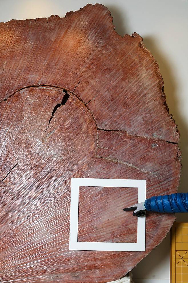 원목 중 바둑판으로 제작하기 최적인 부분(흰 사각형). 갈라짐이 없고, 나이테에서 멀리 떨어져 결이 고른 부분이다.