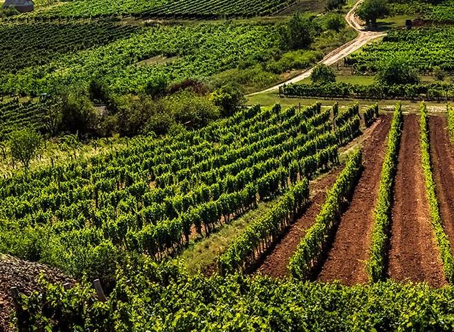 줄리엣 빅토르 포도밭 전경. 홈페이지