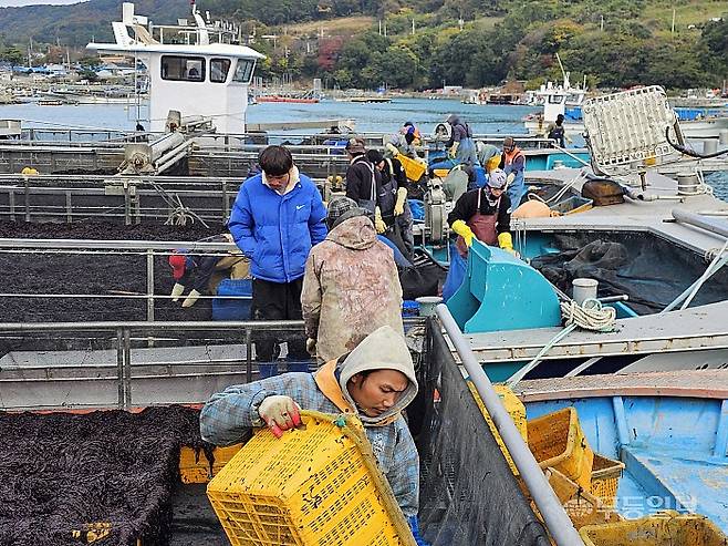 지난 20일 찾은 완도금일수협 군외지점 물김 공판장에서 경매가 끝나자 선원들이 갑판으로 나와 김을 자루에 담고 있는 모습. 해당 상품들은 바로 인근 트레일러에 실려 전국 각지 공장 및 납품장, 가공 공장 등으로 배달된다.최류빈기자 rubi@mdilbo.com