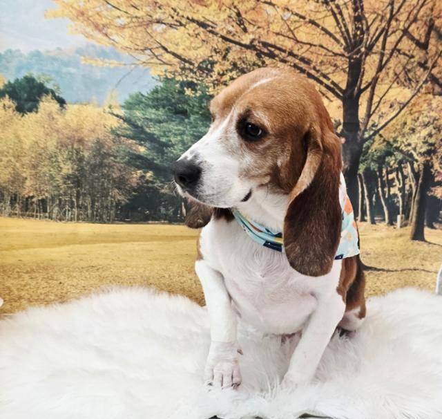 천천히 걷는 걸 좋아하는 구멍이. 비글구조네트워크 제공