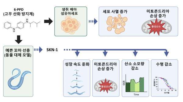 6-PPD 노출 연구 기전 모식도