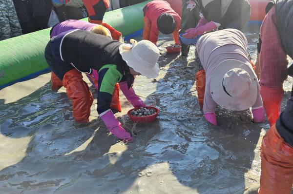 '제21회 벌교꼬막축제'가 지난 21일부터 3일간 진행된 가운데 축제에 참여한 관광객들이 '황금꼬막을 잡아라' 행사에 참여하고 있다. 보성군 제공