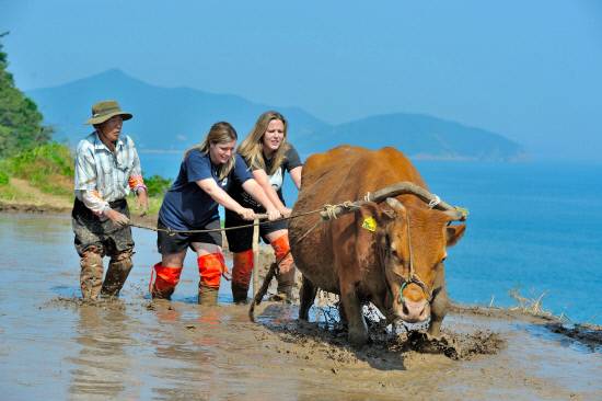 남해 가천다랭이마을 모내기 축제장에서 외국인들이 써래질을 체험하고 있다.