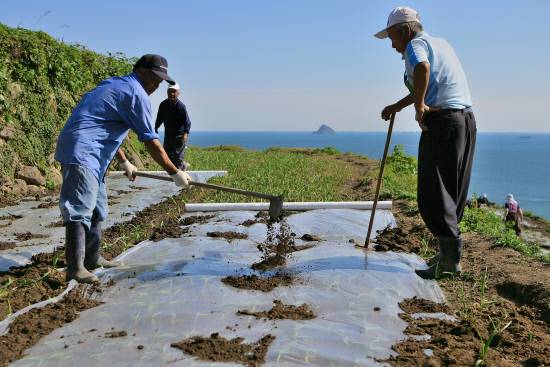 남해 가천다랭이마을 논에 마늘을 재배하고 멀칭작업을 하고 있다.