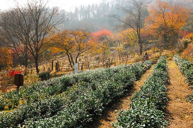 '청리움'의 설악녹차. 수확량이 많지는 않아 워크숍 프로그램의 하나인 찻잎 따기 체험이나 다도 체험 용도로 쓰인다. / 이건송 영상미디어 기자