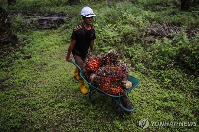 말레이시아 농장에서 팜유를 생산하고 있다. 연합뉴스