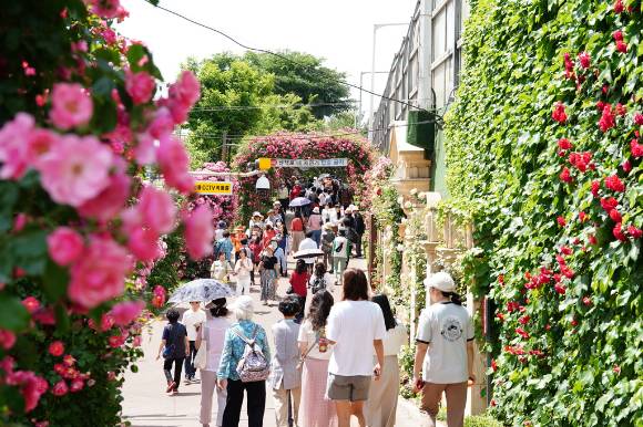 매년 5월 중랑천 일대에서 개최되는 '중랑 서울장미축제'. [사진=중랑구]