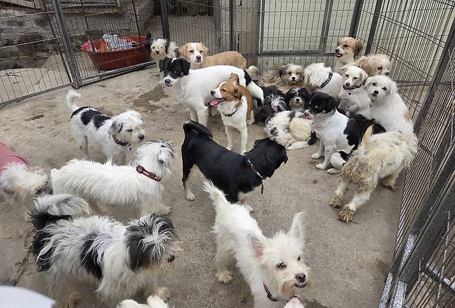 서울 노원구의 한 단독 주택에 갇혀 살던 개들이 구조를 기다리고 있다. ⓒ 뉴스1 한송아 기자