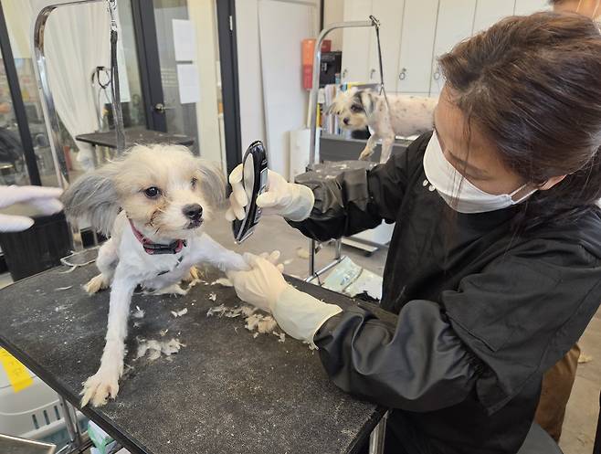 장정은 위즈펫 애견미용학원 원장이 노원구 애니멀 호딩 구조견 미용 봉사에 참여하고 있다. ⓒ 뉴스1 한송아 기자
