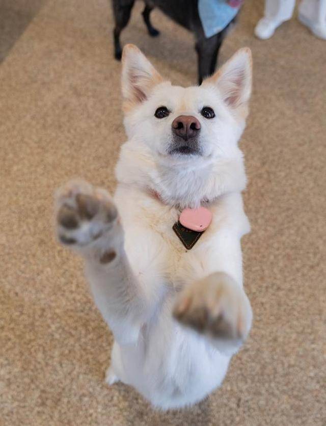 쭈니의 사랑스러운 애교 보호자 제공