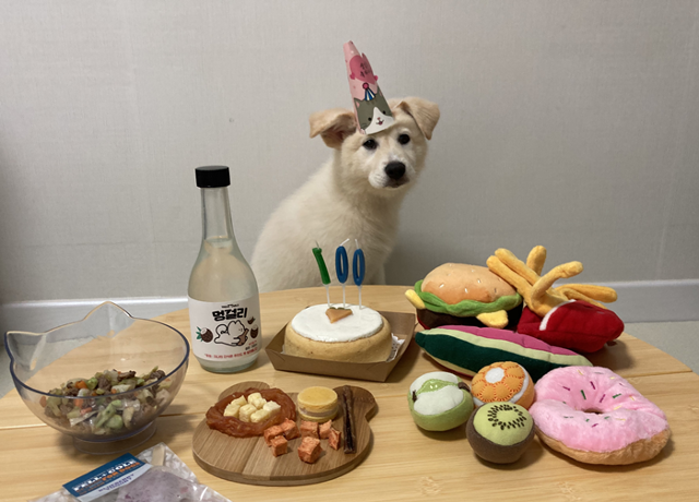 쭈니의 100일상. 보호자 제공