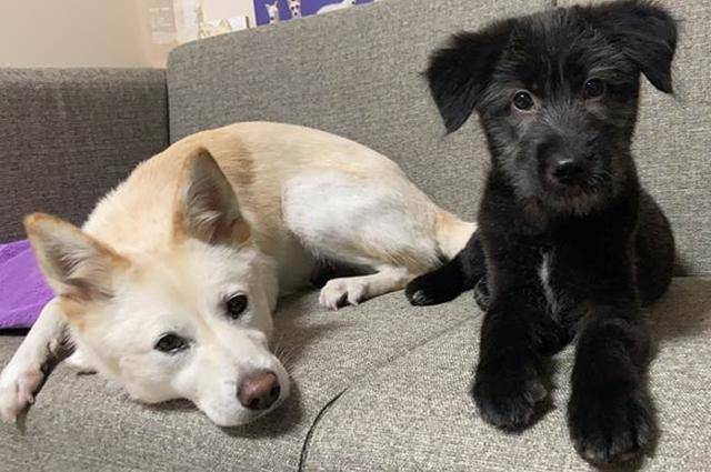 까만 친구는 두 번째 임보견으로, 지금은 입양가서 '열매'라는 이름으로 살고 있어요. 보호자 제공