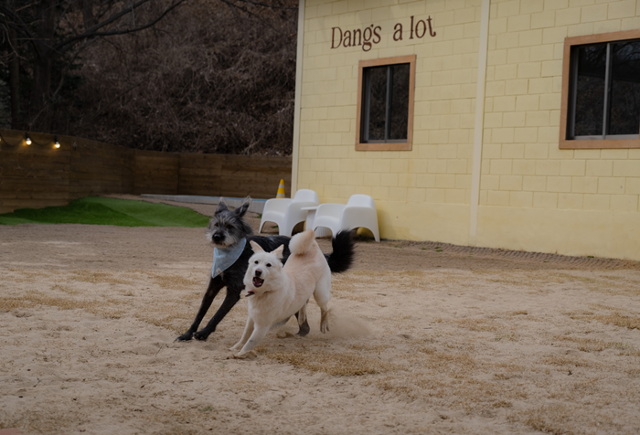 열매가 이렇게 컸어요! 열매와 쭈니는 여전히 사이가 좋아요~ 보호자 제공
