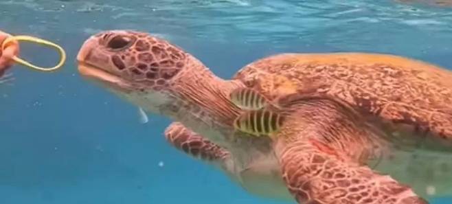 한 관광객이 바다거북 입에 고무 밴드를 가져다 대고 있는 모습. [태국 매체 타이거]