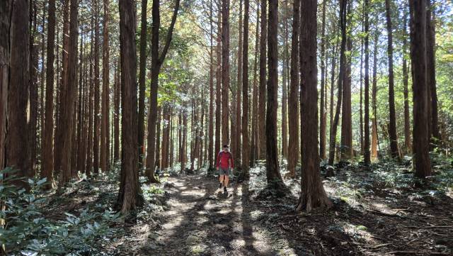 4구간 동백길에서 만난 삼나무 숲. 한라산 둘레길에선 시원하게 쭉쭉 뻗은 삼나무 숲을 쉽게 만날 수 있다. 김도훈 기자