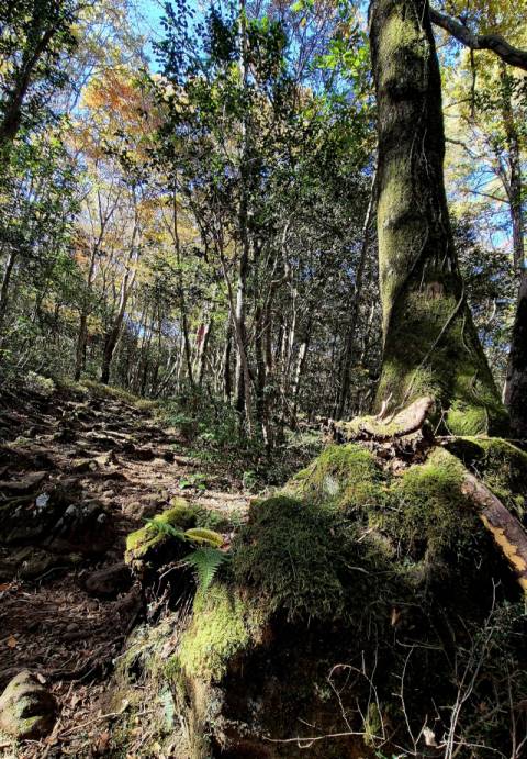 육지와는 다른 독특한 모습을 지닌 한라산 숲길. 김도훈 기자