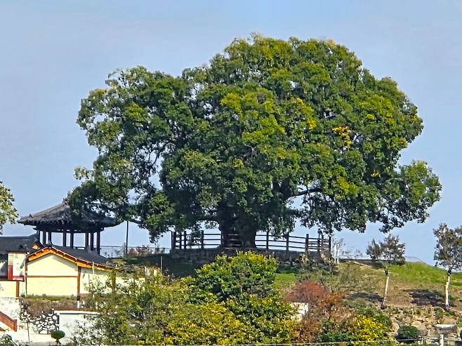 ‘이상한 변호사 우영우 팽나무’로 불리는 노거수.