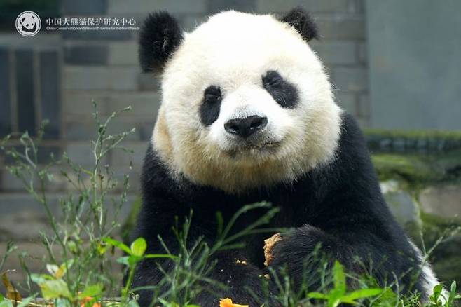 중국 자이언트 판다 가오가오(高高)가 질병으로 세상을 떠났다. 중국자이언트판다연구소.