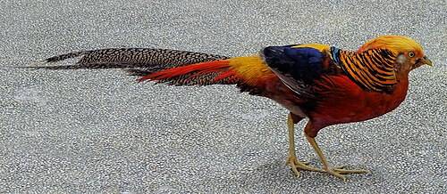 금계(Chrysolophus pictus). 위키미디어 제공
