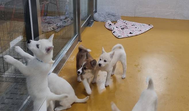 맞이방에서 새 주인을 기다리는 강아지들  [촬영 박주영]