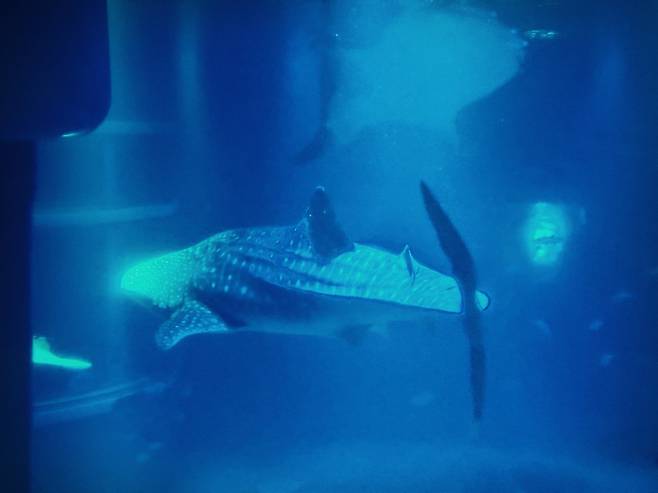 오사카 가이유칸 수족관 고래상어. 황소영 기자 fangso@donga.com