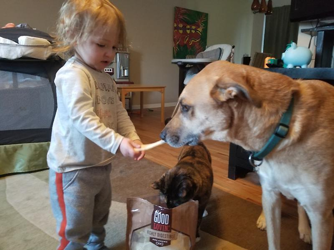 펫코의 간식 브랜드 굿러빈을 먹는 강아지들. 사진=펫코