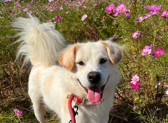 카라 더봄센터 공식 애교쟁이 맥스웰. 카라 제공