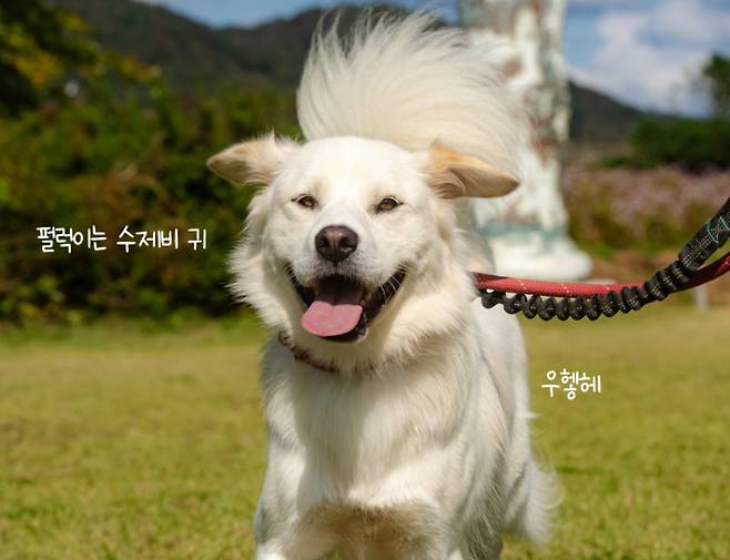 카라 더봄센터 공식 애교쟁이 맥스웰. 카라 제공