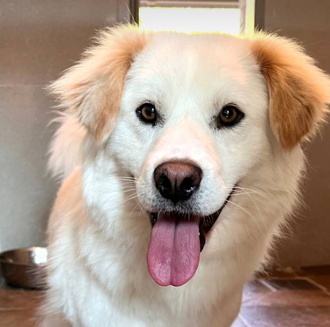 카라 더봄센터 공식 애교쟁이 맥스웰. 카라 제공