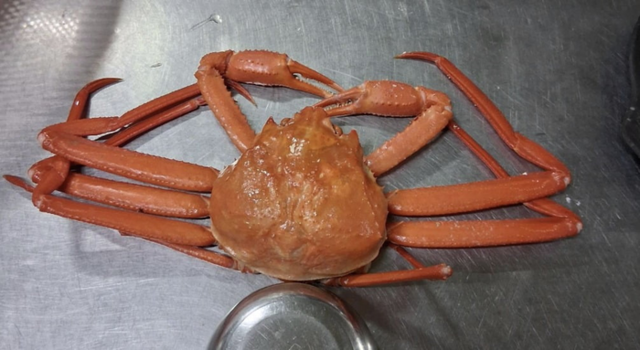 ▲ 속초 홍게 논란. 출처/보배드림