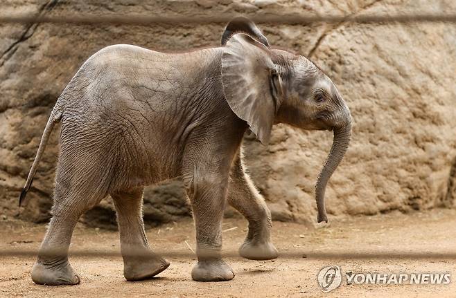 독일 한 동물원의 아기 코끼리 [EPA 연합뉴스 자료사진]