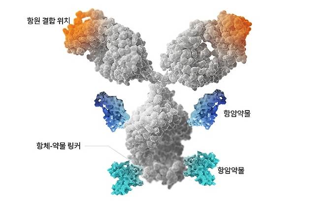 항체와 페이로드(항암약물)가 링커로 연결된 항체약물접합체(ADC) 구조 항체약물접합체(ADC) 구조.(셀트리온 제공)/뉴스1
