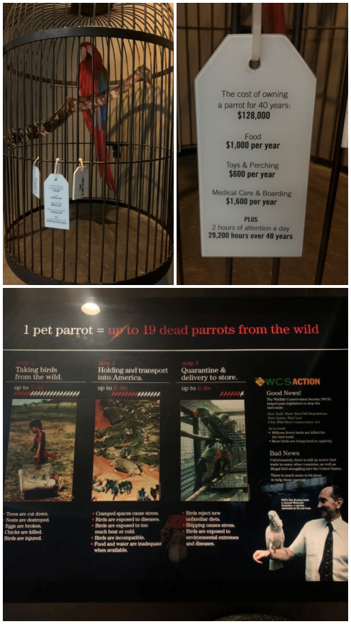 브롱크스 동물원 앵무사에 설치된 전시물. 포획, 운송, 유통 과정에서 발생하는 동물복지 문제와, 앵무 한 마리는 3,000~4,000달러이지만 수명이 40년에 달하는 앵무를 키우는데는 그보다 훨씬 많은 비용과 시간이 소요됨을 강조하고 있다. 동물복지문제연구소 어웨어 제공