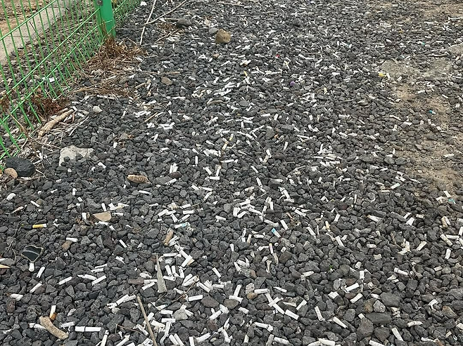 한 해수욕장 주차장에 버려진 담배꽁초들 [제주클린보이즈클럽]