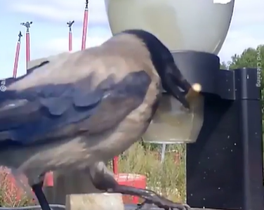 스웨덴 환경정화재단이 운영 중인 ‘콜비드 클리닝(까마귀 청소)’ 프로젝트 장면. 까마귀가 담배꽁초를 물고 있다.[스웨뒌 환경정화재단 홈페이지 갈무리]