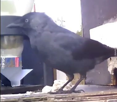 스웨덴 환경정화재단이 운영 중인 ‘콜비드 클리닝(까마귀 청소)’ 프로젝트 장면. 까마귀가 담배꽁초를 대가로 받은 먹이를 먹고 있다.[스웨뒌 환경정화재단 홈페이지 갈무리]