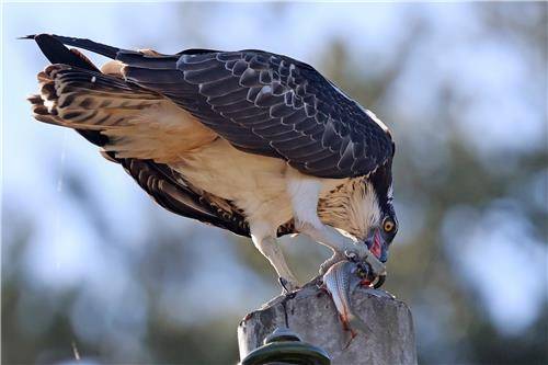 전봇대에서 사냥한 물고기 먹는 물수리 [촬영 유형재]