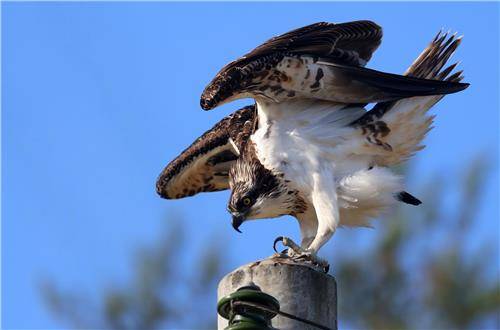 먹잇감 발견하고 낚시터로 사냥 나서는 물수리 [촬영 유형재]