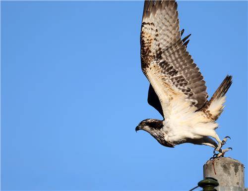 물고기 사냥 나서는 물수리 [촬영 유형재]
