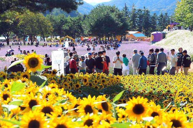 지난 9월27일부터 10월19일까지 23일간 강원도 인제 북면 용대 관광지 일원에서 ‘인제에서 꽃길만 걷자’를 주제로 인제 가을꽃 축제가 열렸다. 인제군 제공