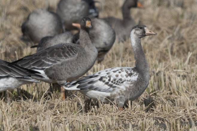 일반적인 깃털을 가진 쇠기러기와 함께 있는 백변종 얼룩기러기(맨 오른쪽).