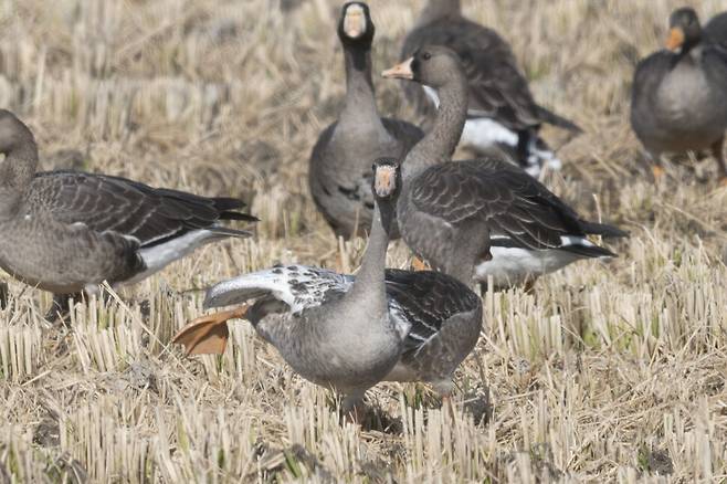 여유롭게 기지개를 켜는 얼룩기러기.