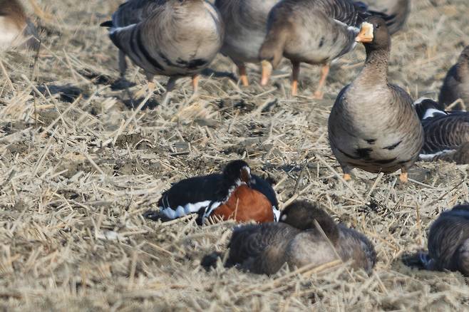붉은가슴기러기는 러시아 북부 툰드라 지대와 북극권에서 번식하고 흑해 주변 동유럽 지역에서 월동하는데, 길을 잃은 것 같다. ‘미조’ 붉은가슴기러기는 우리나라에서 매우 보기 힘든 새다.