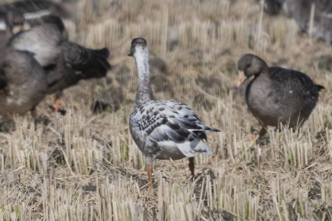 얼룩기러기의 뒷모습.