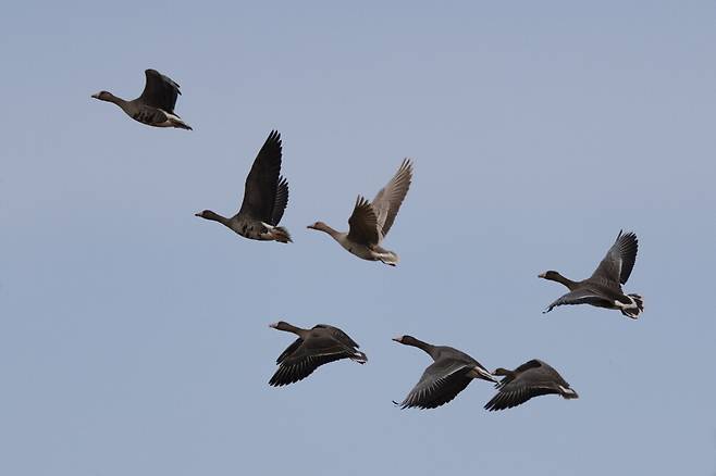 황기러기가 쇠기러기 무리와 날고 있다.